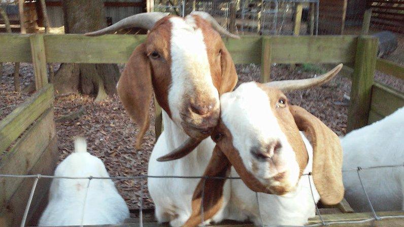 Boer Goats Ranch