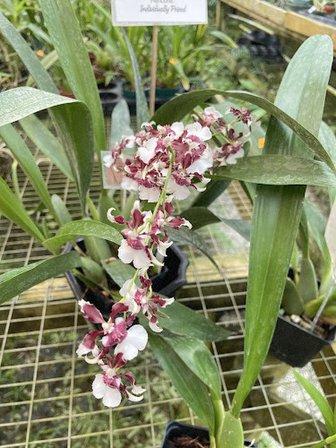 Louis Del Favero Orchids Inc