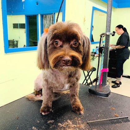 Paws Pet Grooming