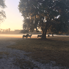 Tomar Stables
