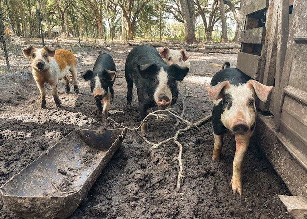 Uncle Andy's Farm