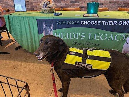 Heidis Legacy Dog Rescue