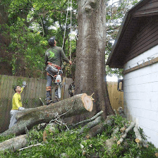 Rivero tree service