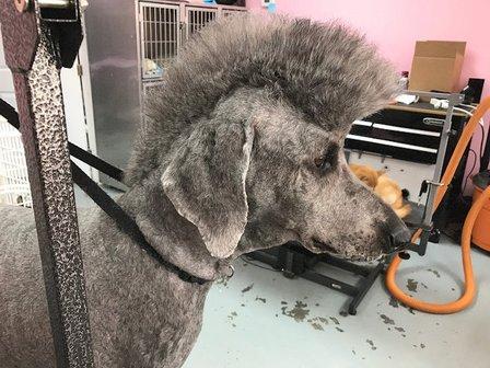 Spoil Me Dog Spa