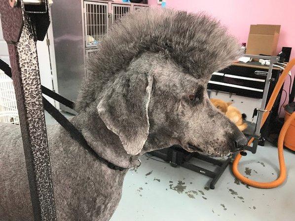Spoil Me Dog Spa