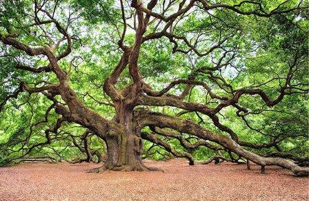 Panorama Tree Care