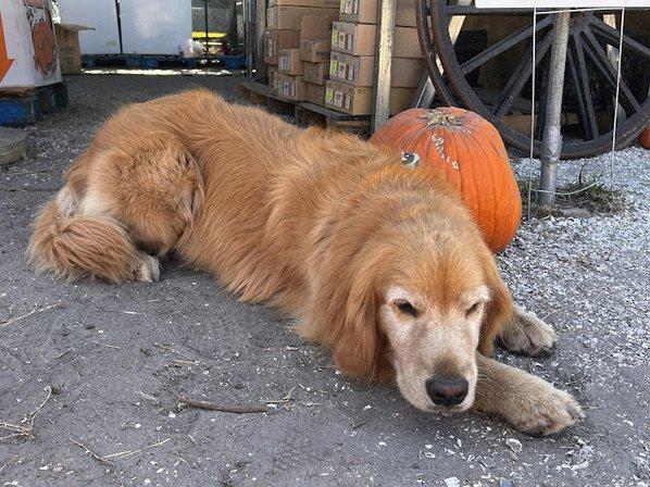 Gallagher's Pumpkin and Christmas Tree's patch