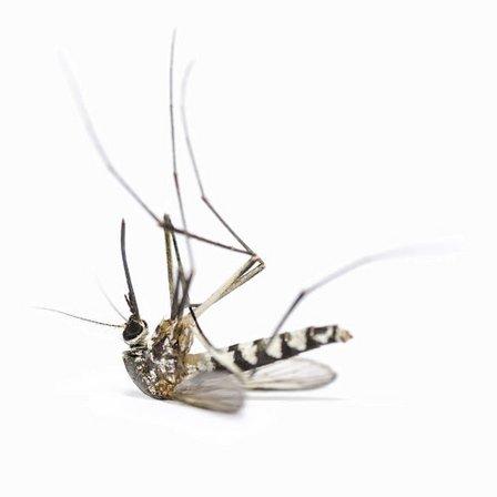Mosquito Squad of Tampa Bay