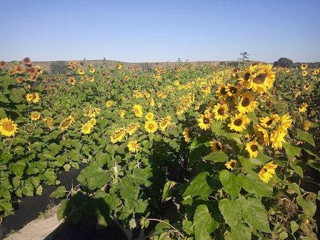 Dube's Farm and Market