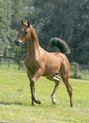 ShowBiz Arabians