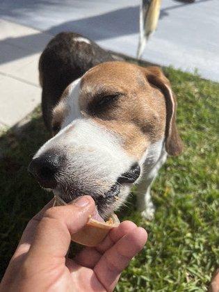 Lap of Love Veterinary Hospice