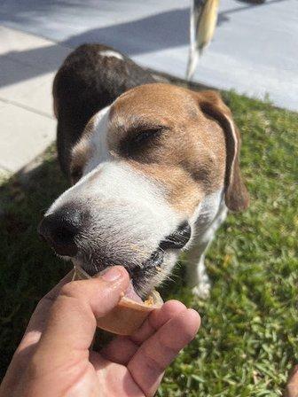 Lap of Love Veterinary Hospice