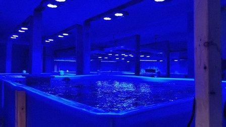 Life Oceanic