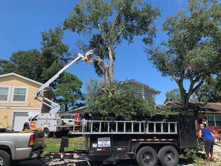Florida Tree and Sod LLC