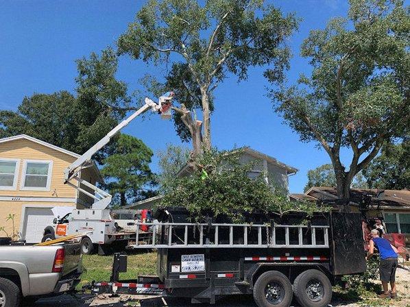 Florida Tree and Sod LLC