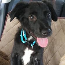 Wags and Wiggles Pet Sitting