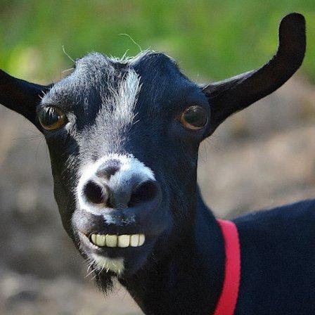 Goat House