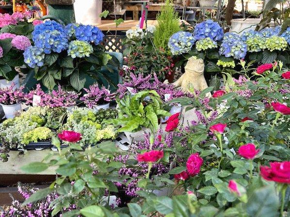 Bloom Garden Shop