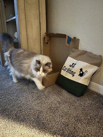 At Your Home Cat Sitting By JZ
