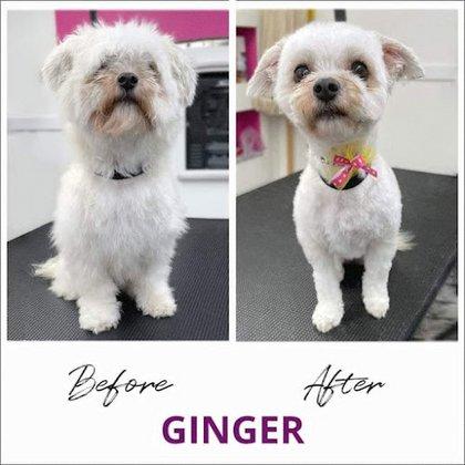 Angie's Mobile Pet Styling