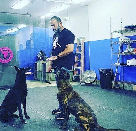 Best Tampa Dog Training