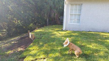 Wags and Wiggles Pet Sitting