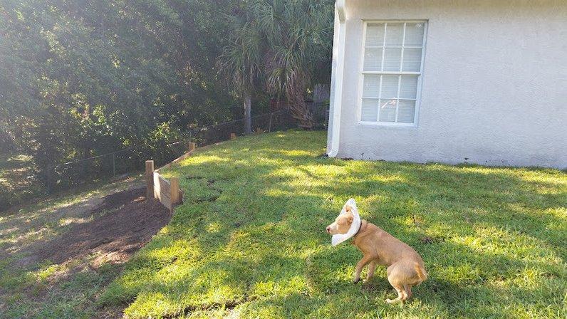 Wags and Wiggles Pet Sitting