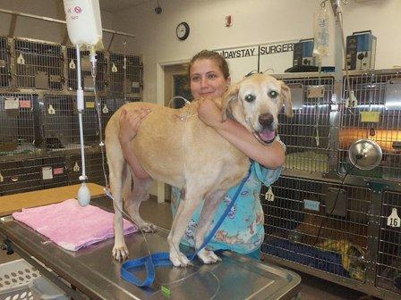 Ashton Animal Clinic & The Pet Resort