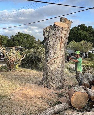 Grindem Out Tree Service & Stump Grinding