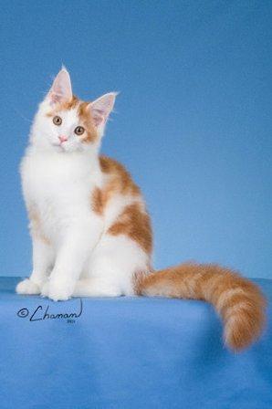 Tiki Kai Maine Coon Cattery