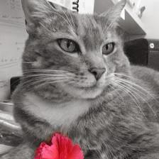 Adkins 301 Pet Hospital LLC