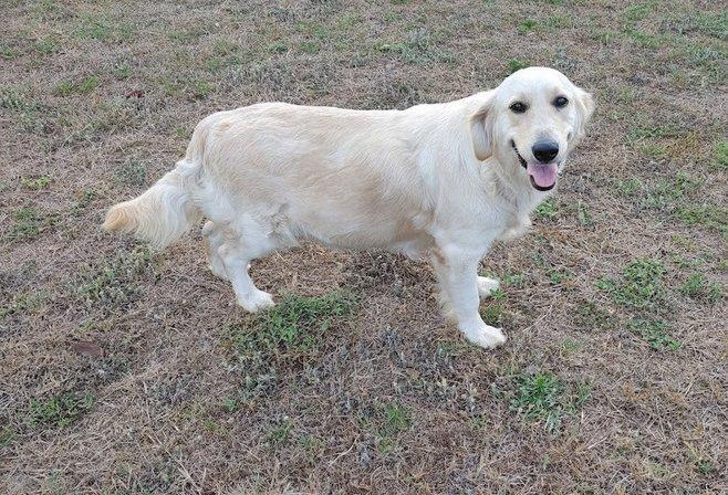 Paradise Golden Retrievers