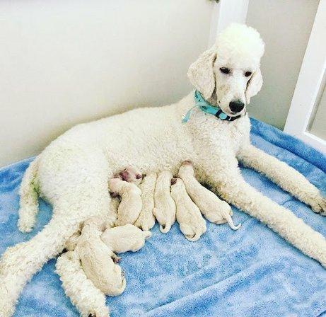 Piedmont Poodles