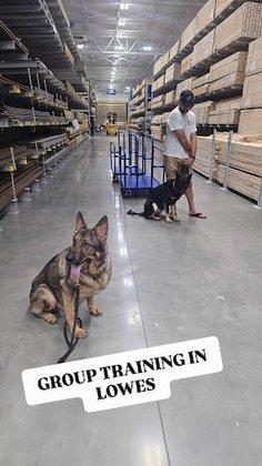 Starkey Ranch Dog Training