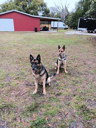 Florida K9 Center