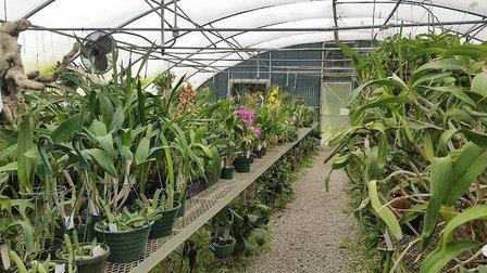 Phelps Farm Orchids Inc