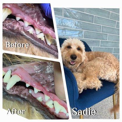 V.I.C. Pet Dental Spa - South Tampa
