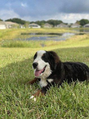 DeLima'sRanch & Thor Legacy kennels