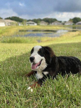 DeLima'sRanch & Thor Legacy kennels
