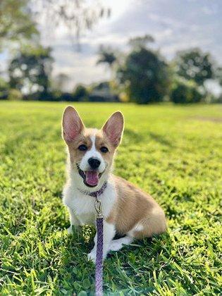 Diamondcrest Corgis
