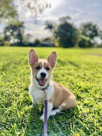 Diamondcrest Corgis
