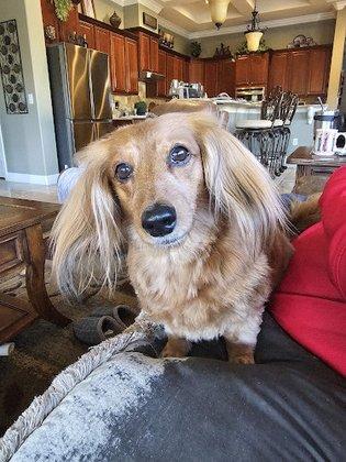 Ava's Dog Salon