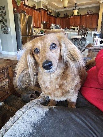 Ava's Dog Salon