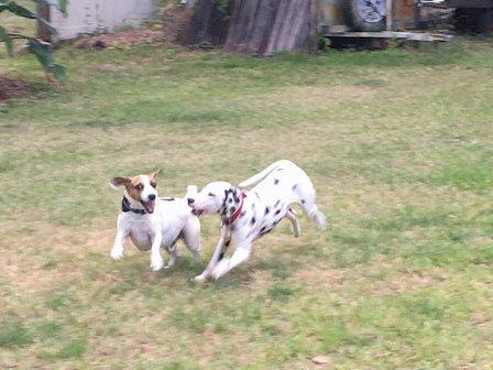 Animal Lovers Pet Sitting & Dog Boarding
