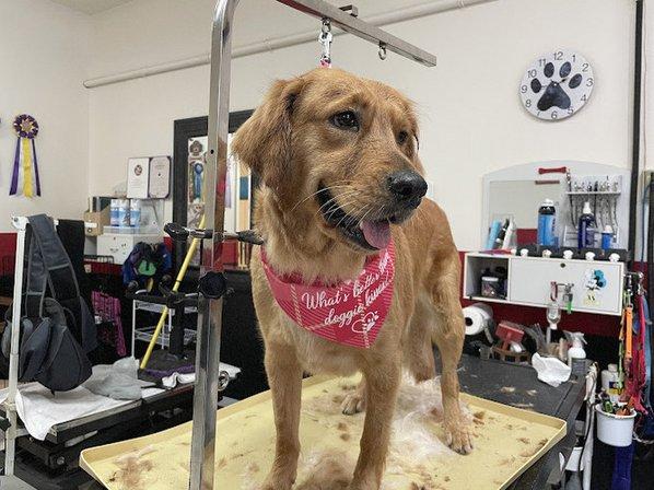 Canine Creations Pet Salon and Spa