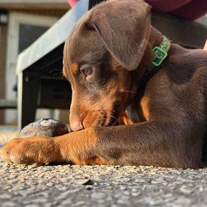 Doberman & Company