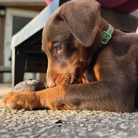 Doberman & Company