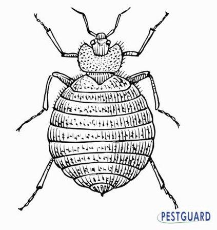 Pestguard Commercial Services