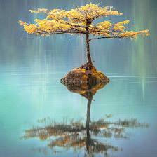 Tampa Counseling & Psychotherapy