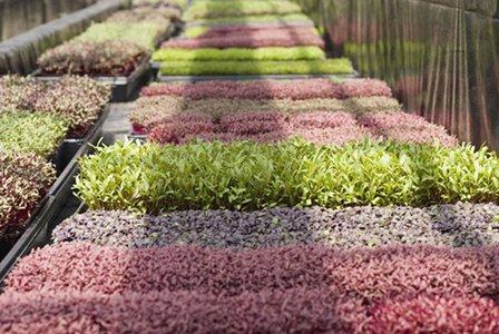 Amazing Microgreens
